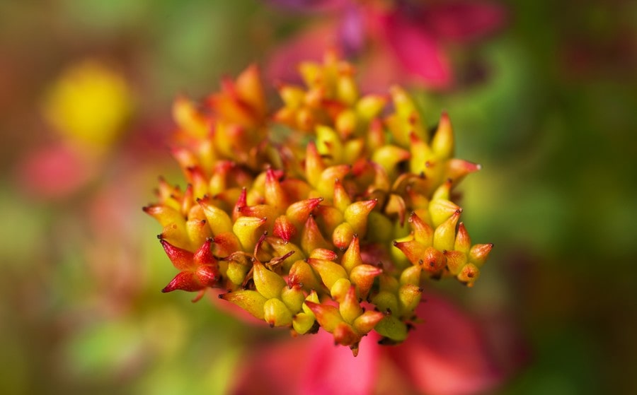 Rhodiola, eine „geheime Abwehr“-Pflanze