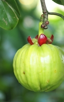Garcinia Cambogia, das Superfood, das Ihnen hilft, Gewicht zu verlieren