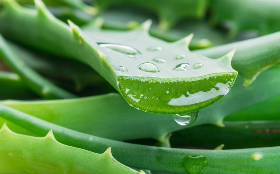 Die verdauungsfördernde Wirkung von Aloe vera