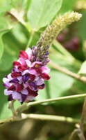 Kudzu, die Heilpflanze zur Linderung von Entzugserscheinungen