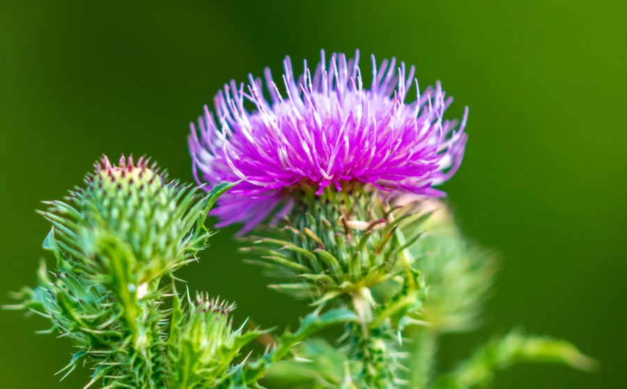 6 natürliche Pflanzen für einen natürlichen Detox-Plan