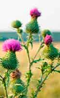 Die Heilwirkung der Mariendistel auf die Leber