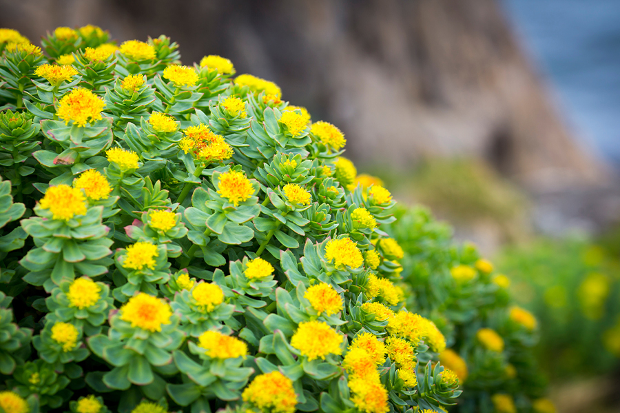 Entdecken Sie, wie Sie die Vorteile von Rhodiola Rosea optimal nutzen können