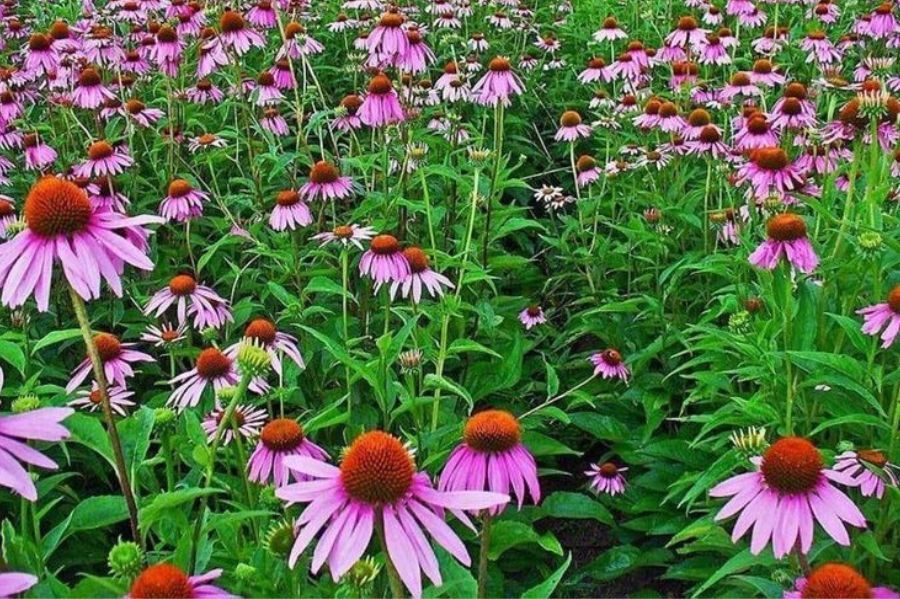 10 Vorteile von Echinacea: Natürliche Unterstützung für Ihr Immunsystem