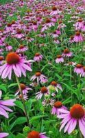 10 Vorteile von Echinacea