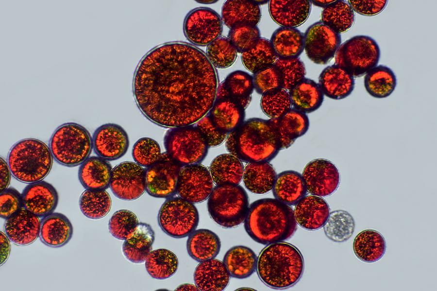 Wofür ist Astaxanthin gut? Vorteile und Anwendungen