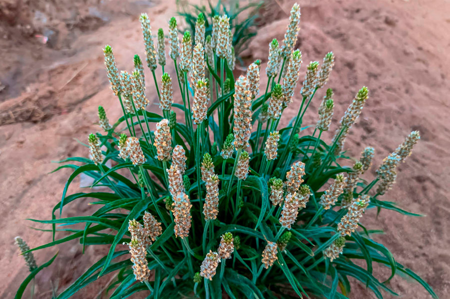 Psyllium bei Verstopfung: Vorteile und Eigenschaften von Plantago ovata