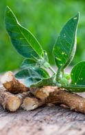 Vorteile von Ashwagandha für die Haut