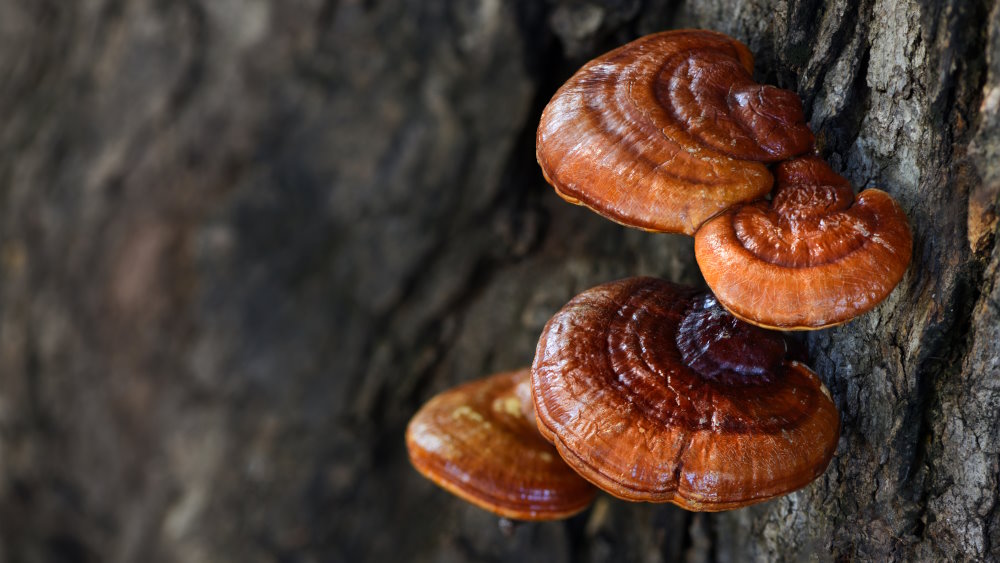 Reishi-Pilz: Vorteile für Abwehrkräfte und Cholesterin