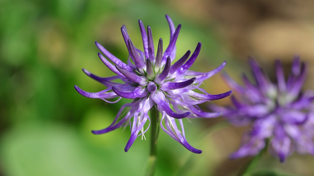 Teufelskralle und Gelenkpflege: Mobilität und Nahrungsergänzung