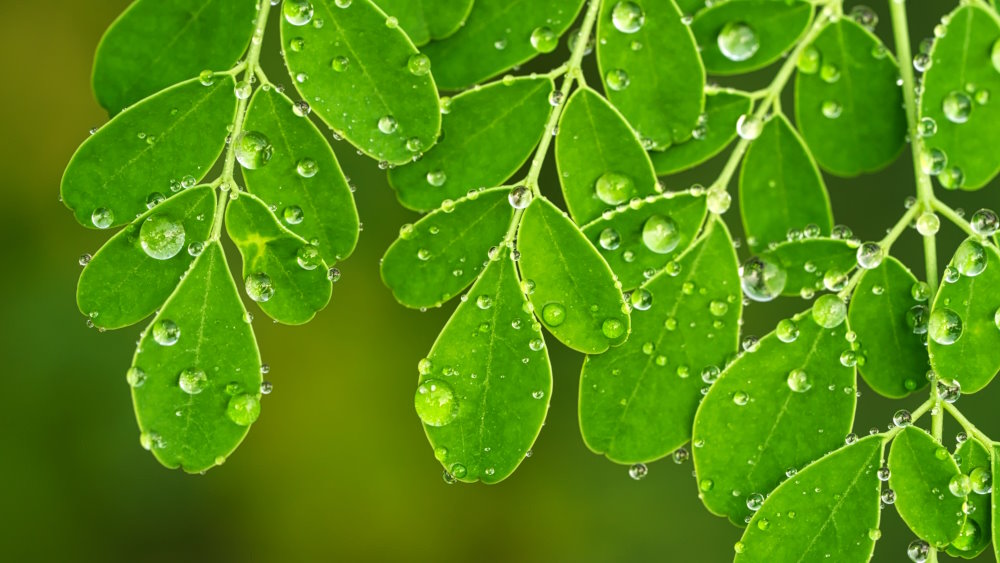 Moringa gegen Müdigkeit: Vorteile und Analyse