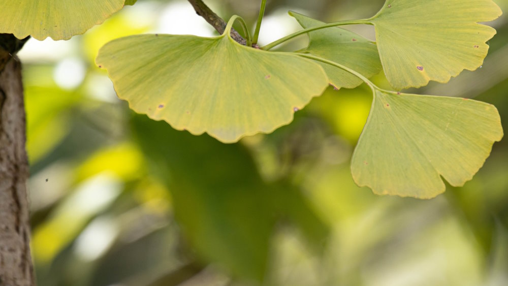 Ginkgo biloba für das Gedächtnis im Alter