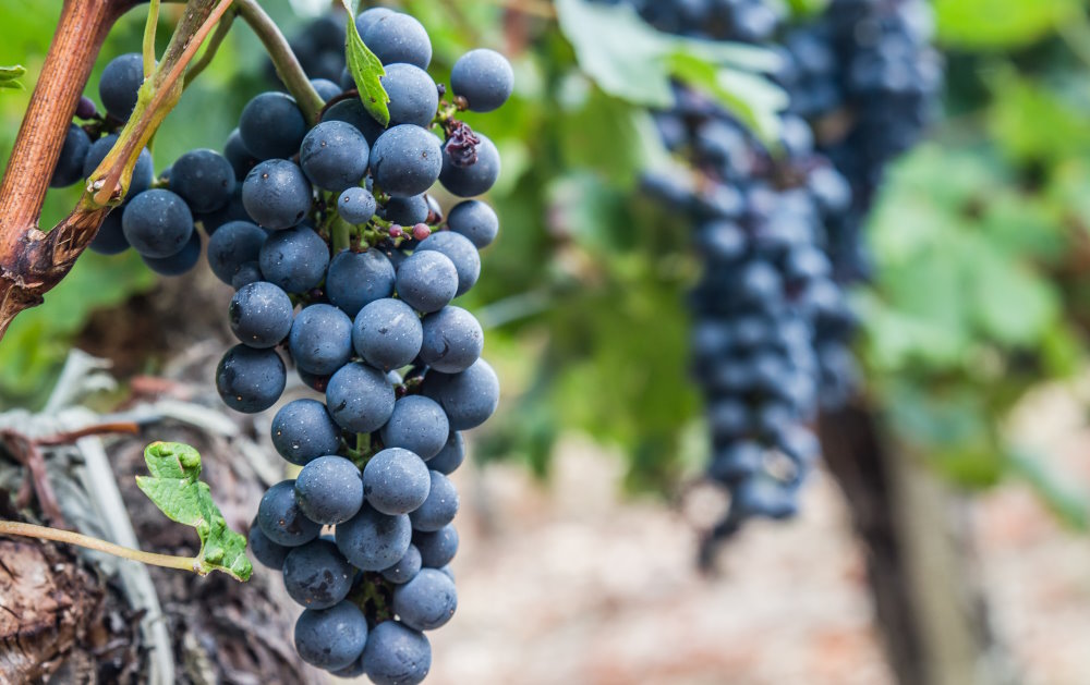 Wofür ist Resveratrol gut? Vorteile und seine Kombination mit Trauben-OPC