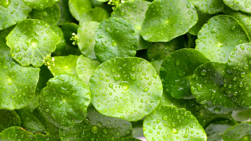 Centella Asiatica: Eigenschaften für Durchblutung und Kollagen
