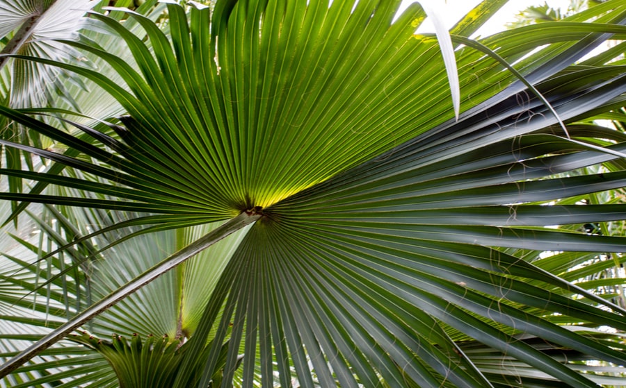 Sabal palmetto, die Pflanze für die Prostata-Gesundheit