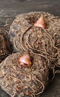 Glucomannan: Die Pflanze zur Regulierung des Darmtransits