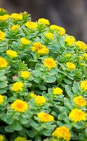 Wie man Rhodiola Rosea einnimmt, um ihre Vorteile zu maximieren