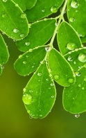 Moringa gegen Müdigkeit