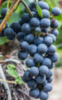 Wofür ist Resveratrol gut? Vorteile und seine Kombination mit Trauben-OPC
