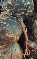 Schwarze Maca, Eigenschaften und Unterschiede zu anderen Maca-Sorten