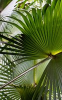 Sabal palmetto, die Pflanze für die Prostata-Gesundheit