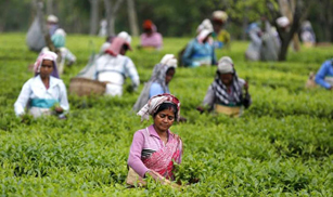 POWDER - BIOLOGISCHE PSYLLIUM PULVER