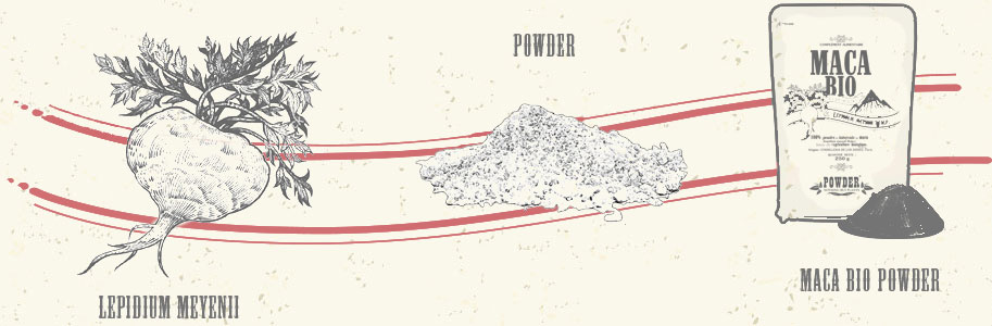 Lepidium meyenii - PULVER - BIOLOGISCHE MACA PULVER