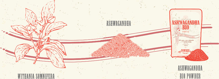Withania somnifera - ASHWAGANDHA - ASHWAGANDHA BIO POWDER