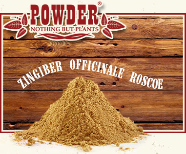 POWDER - INGWER-RHIZOM