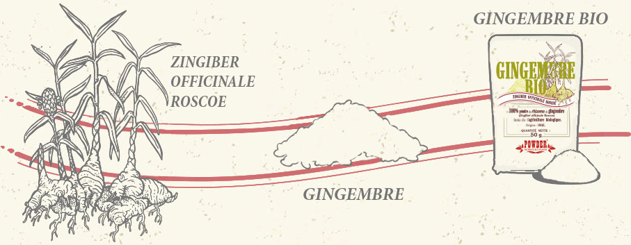 INGWER-RHIZOM POWDER