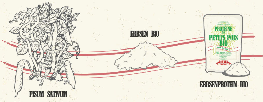 Pisum sativum - ERBSEN BIO - ERBSENPROTEIN BIO