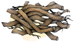 Wurzel des Ashwagandha