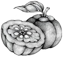 Garcinia cambogia Biologische