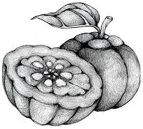 Garcinia cambogia Biologische