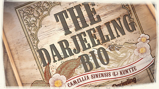 BIOLOGISCHER SCHWARZER TEE DARJEELING