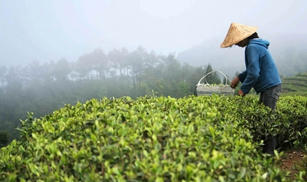POWDER - BIOLOGISCHER SCHWARZER TEE DARJEELING