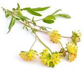 Astragalosid IV und Astragalus-Cycloastragenol