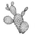 Biologisches Nopal