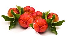 Biologischer Acerola