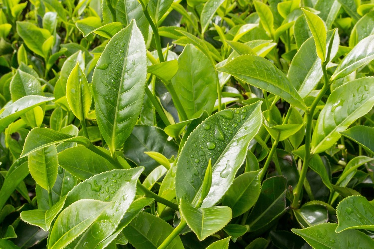 Pflanze Camellia sinensis L.