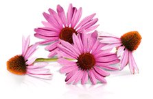 Echinacea Purpurea und Angustifolia