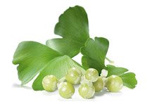 Ginkgo Biloba