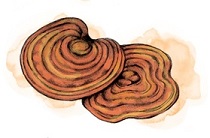 Bio Reishi