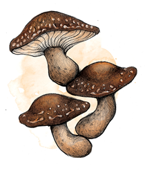 Bio-Shiitake