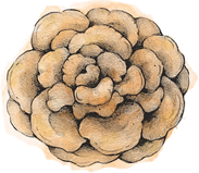 Maitake