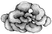 Maitake