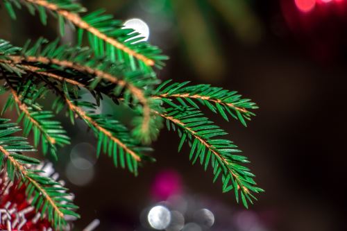 Zweig der Balsamtanne