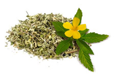 Damiana