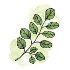 Bio Moringa