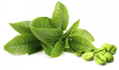 Gr&uuml;ne Teebl&auml;tter